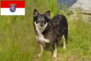 Lee más sobre el artículo Criadores de renos lapones y cachorros en Hesse