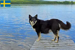 Lee más sobre el artículo Criador de renos lapones y cachorros en Suecia