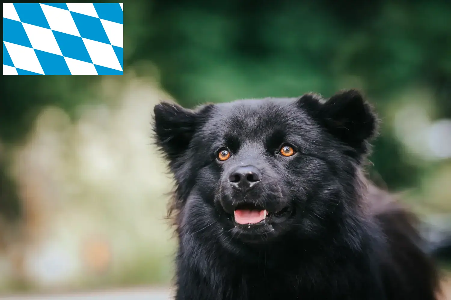 Lee más sobre el artículo Criadores y cachorros de Lapphund sueco en Baviera