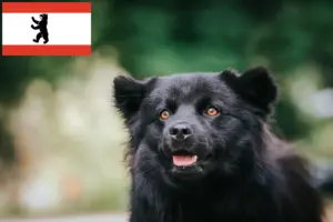 Lee más sobre el artículo Criador de Lapphund sueco y cachorros en Berlín
