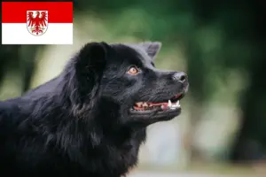 Lee más sobre el artículo Criadores de Lapphund sueco y cachorros en Brandenburgo