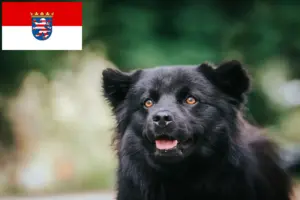 Lee más sobre el artículo Criadores de Lapphund sueco y cachorros en Hesse