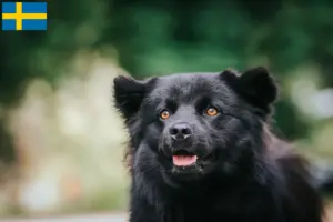 Lee más sobre el artículo Criadores y cachorros de Lapphund sueco en Suecia