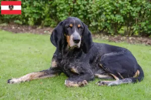 Lee más sobre el artículo Criadores de sabuesos suizos y cachorros en Austria