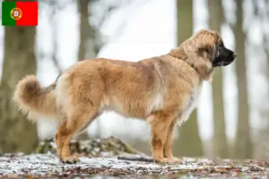 Lee más sobre el artículo Criadores de Leonberger y cachorros en Portugal