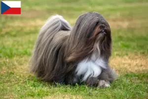 Lee más sobre el artículo Criadores de Lhasa Apso y cachorros en la República Checa