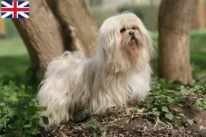 Lee más sobre el artículo Criadores de Lhasa Apso y cachorros en Gran Bretaña