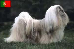 Lee más sobre el artículo Criadores de Lhasa Apso y cachorros en Portugal