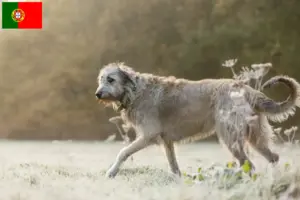 Lee más sobre el artículo Criadores y cachorros de Irish Wolfhound en Portugal
