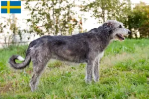 Lee más sobre el artículo Criadores y cachorros de Irish Wolfhound en Suecia
