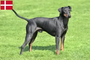 Lee más sobre el artículo Criadores de Manchester Terrier y cachorros en Dinamarca