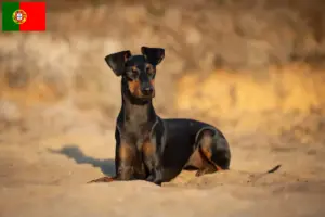 Lee más sobre el artículo Criadores y cachorros de Manchester Terrier en Portugal