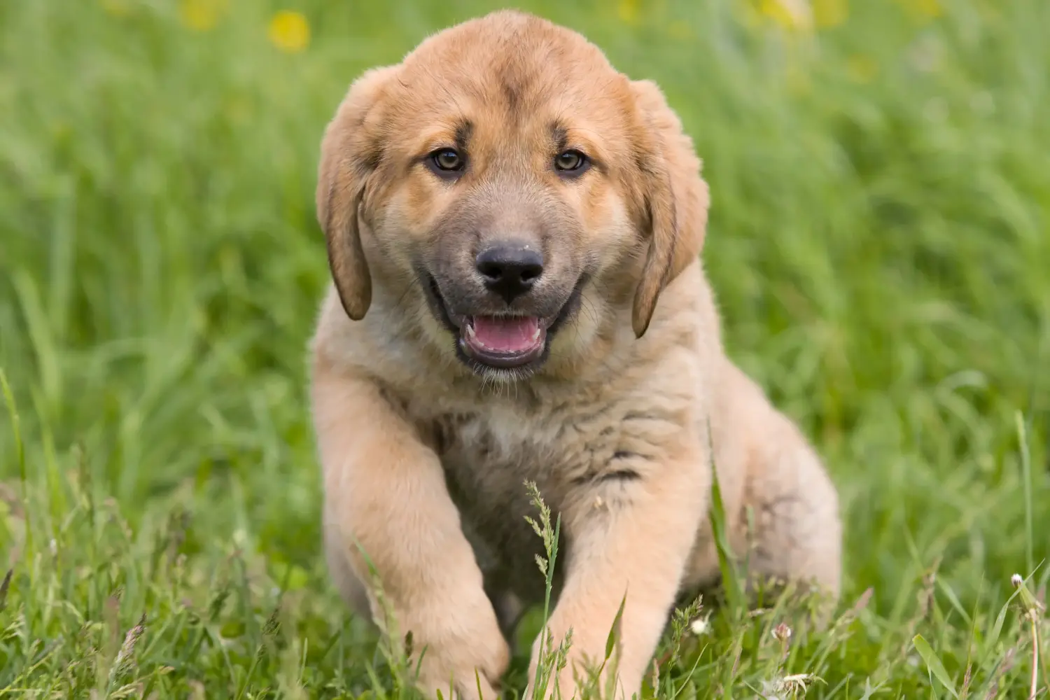 Comprar un cachorro de Mastín Español significa asumir responsabilidades. Comprar cachorros de Mastín Español.