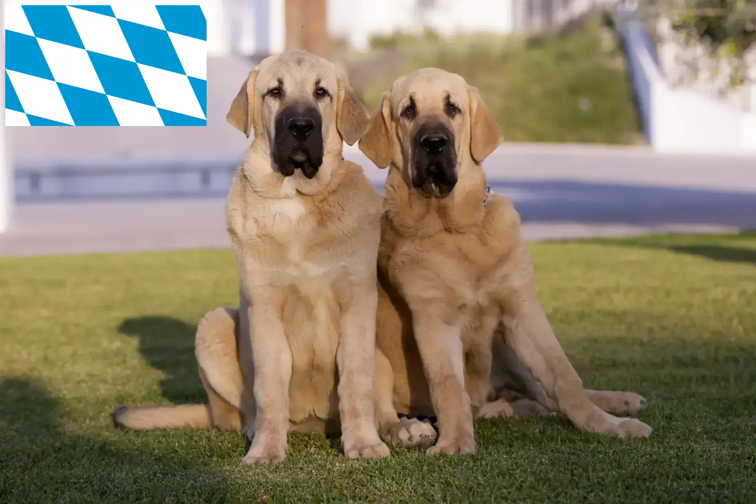 Mastín Español cachorros y criadores Baviera Aquí encontrará criadores de Mastín Españols en Baviera.