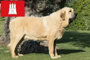Lee más sobre el artículo Mastín Español criadores y cachorros en Hamburgo