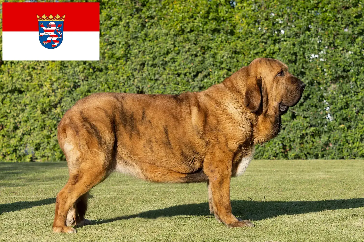 Mastín Español cachorros y criadores Hessen Aquí puedes encontrar criadores de Mastín Españols en Hessen.