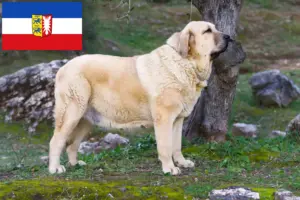 Lee más sobre el artículo Mastín Español criadores y cachorros en Schleswig-Holstein