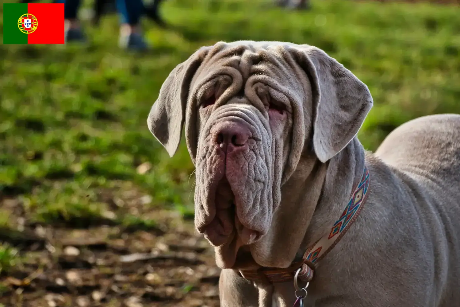 Mastino Napoletano cachorros y criadores Portugal Aquí puedes encontrar criadores de Mastino Napoletanos en Portugal.