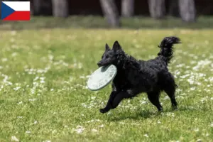 Lee más sobre el artículo Criadores de Mudi y cachorros en la República Checa