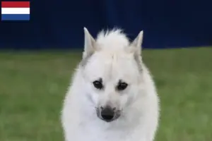 Lee más sobre el artículo Criadores de Buhund noruego y cachorros en los Países Bajos