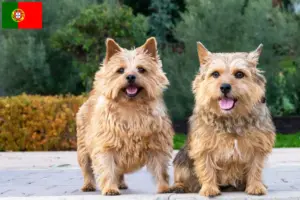 Lee más sobre el artículo Criadores y cachorros de Norwich Terrier en Portugal