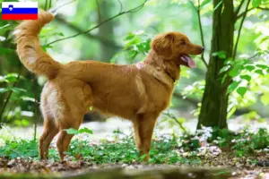 Lee más sobre el artículo Nueva Escocia Duck Tolling Retriever criadores y cachorros en Eslovenia