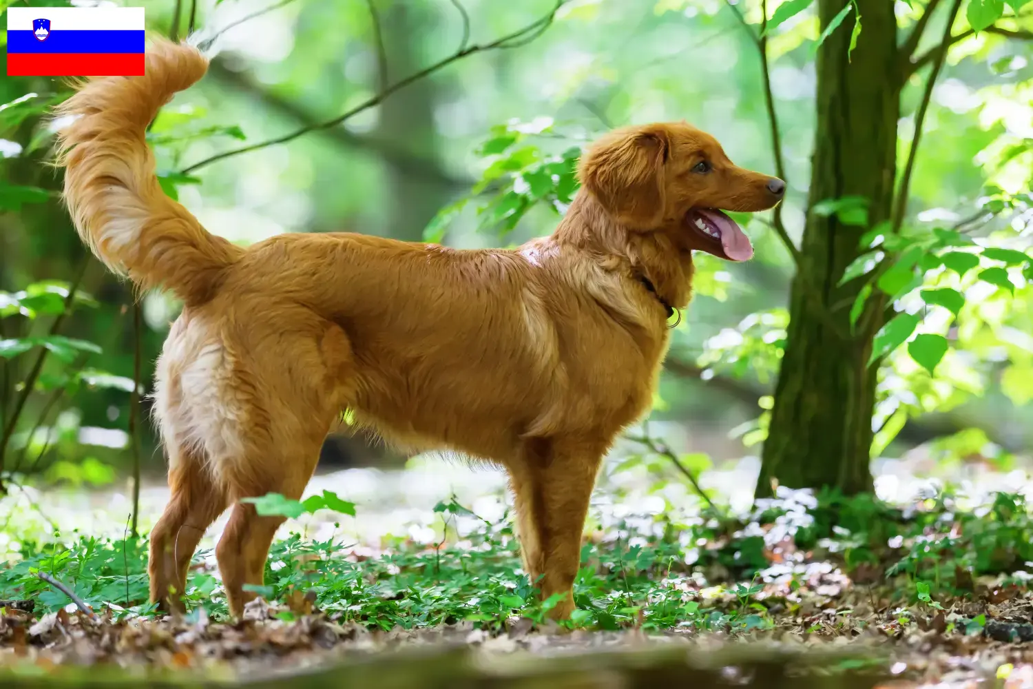 Lee más sobre el artículo Nueva Escocia Duck Tolling Retriever criadores y cachorros en Eslovenia