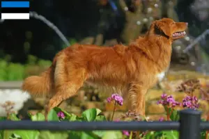 Lee más sobre el artículo Criadores y cachorros de Nova Scotia Duck Tolling Retriever en Estonia