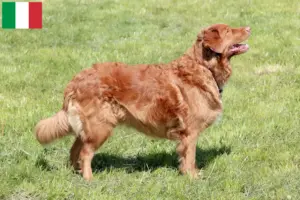 Lee más sobre el artículo Nueva Escocia Duck Tolling Retriever criadores y cachorros en Italia