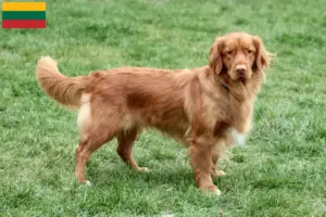 Lee más sobre el artículo Criadores y cachorros de Nova Scotia Duck Tolling Retriever en Lituania