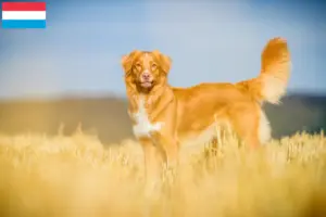 Lee más sobre el artículo Criadores y cachorros de Nova Scotia Duck Tolling Retriever en Luxemburgo