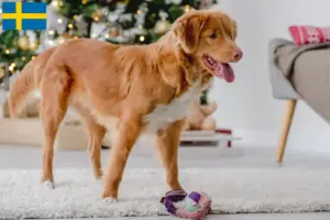 Lee más sobre el artículo Nueva Escocia Duck Tolling Retriever criadores y cachorros en Suecia