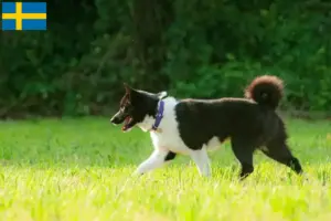 Lee más sobre el artículo Criadores de Perro Oso de Carelia y cachorros en Suecia