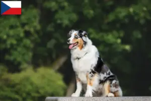 Lee más sobre el artículo Criadores de pastores australianos y cachorros en la República Checa