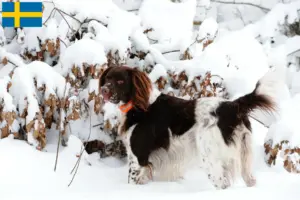 Lee más sobre el artículo Pequeño criador de Münsterländer y cachorros en Suecia
