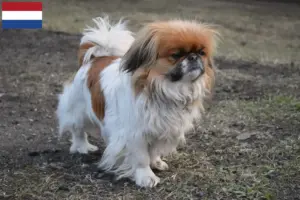 Lee más sobre el artículo Criadores de pequinés y cachorros en los Países Bajos