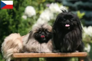 Lee más sobre el artículo Criadores de pequinés y cachorros en la República Checa