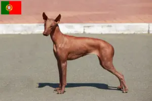 Lee más sobre el artículo Criador de Perro sin Pelo Peruano y Cachorros en Portugal