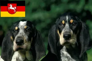 Lee más sobre el artículo Criadores y cachorros de Petit Bleu de Gascogne en Baja Sajonia