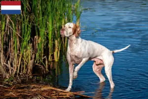 Lee más sobre el artículo Criadores y cachorros de Pointer inglés en los Países Bajos