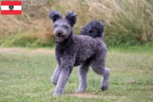 Lee más sobre el artículo Criadores y cachorros de Pumi en Austria