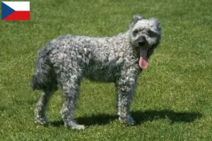Lee más sobre el artículo Criadores y cachorros de Pumi en la República Checa
