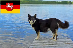 Lee más sobre el artículo Criadores de renos lapones y cachorros en Baja Sajonia