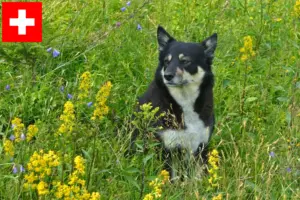 Lee más sobre el artículo Criadores de renos lapones y cachorros en Suiza