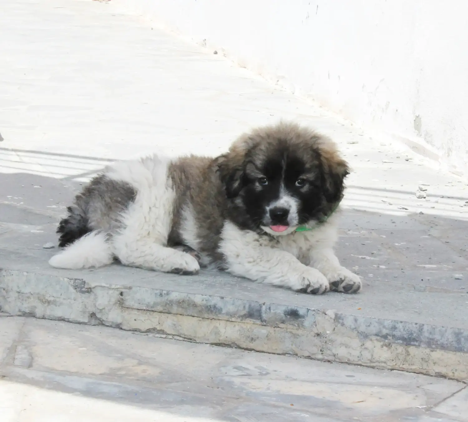 Comprar un cachorro de pastor caucásico significa asumir responsabilidades. Comprar cachorros de pastor caucásico.