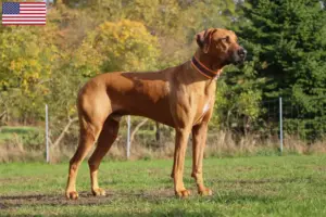 Lee más sobre el artículo Rhodesian Ridgeback criadores y cachorros en los EE.UU.