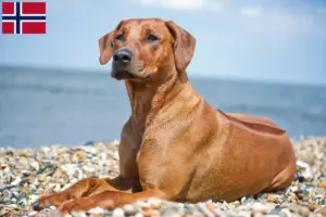 Lee más sobre el artículo Criadores y cachorros de Rhodesian Ridgeback en Noruega