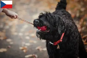 Lee más sobre el artículo Criador de Terrier Negro Ruso y Cachorros en República Checa