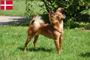 Lee más sobre el artículo Criadores de Russkiy Toy y cachorros en Dinamarca