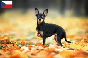 Lee más sobre el artículo Criadores de Russkiy Toy y cachorros en la República Checa